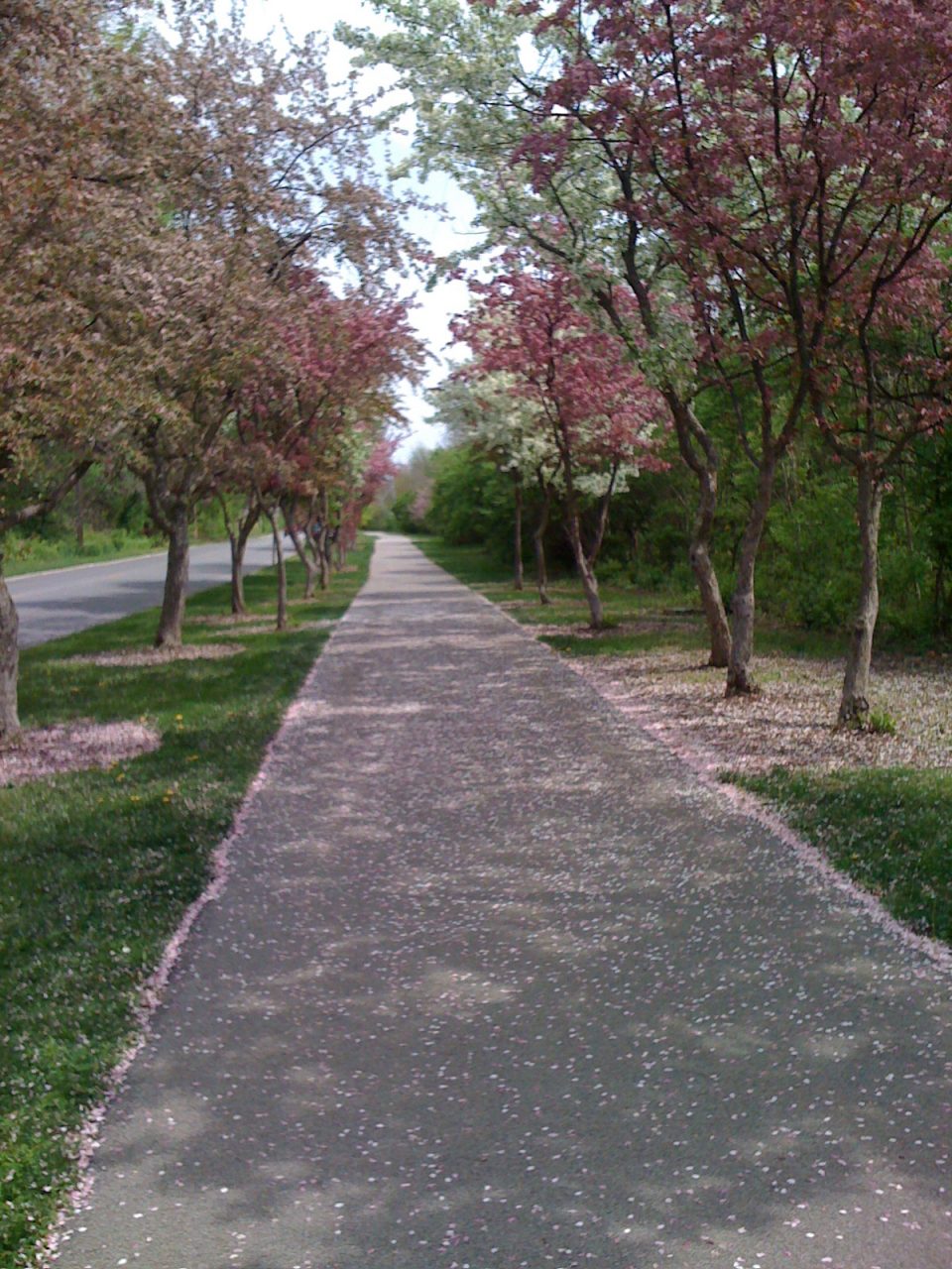 Flowering trees on St. Joseph Pathway near Johnny Appleseed Park